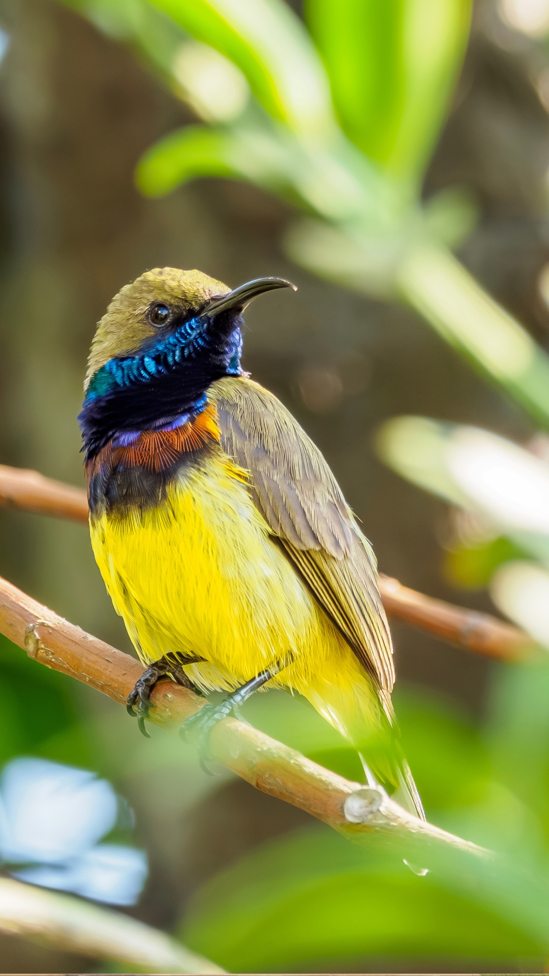 Mandai Rainforest Resort by Banyan Tree-bird